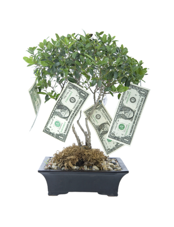 money tree